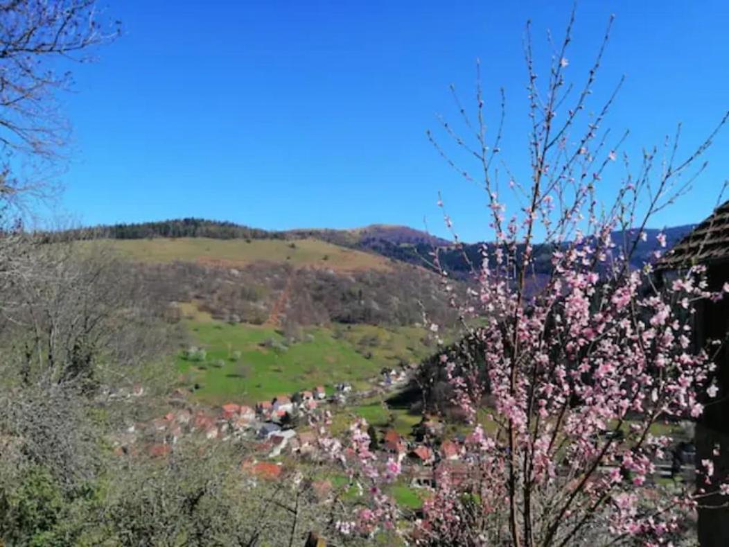 Les Locations De Stephanie Les Hautes Vosges Sondernach Экстерьер фото